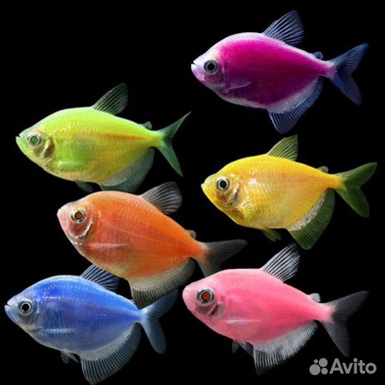 Аквариумные рыбки