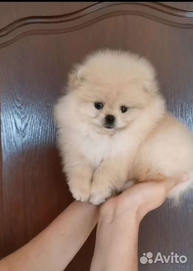 Померанский шпиц мини