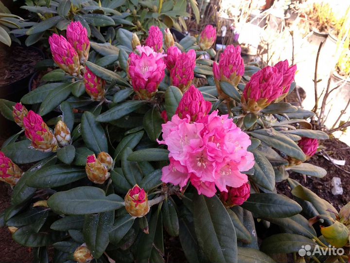 Рододендроны, азалии. Наличие и предзаказ 2023