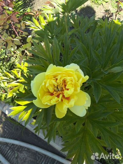 Пионы саженцы корни