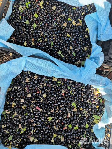 Репис (лесная смородина) с доставкой купить в Оренбурге | Товары для ...