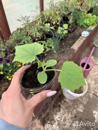 Рассада огурцов