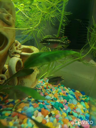 Аквариумные растения