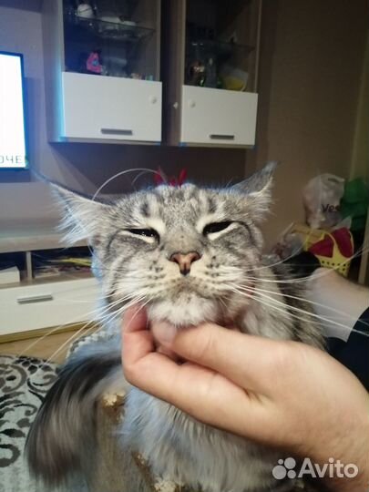 Кот мейн-кун