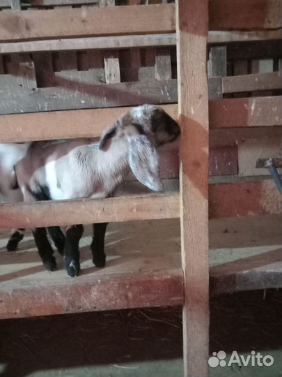 Нубийские козы козлы козлята