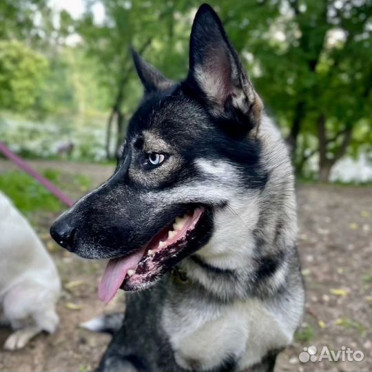 Хозяева выкинули Джуну на остановку