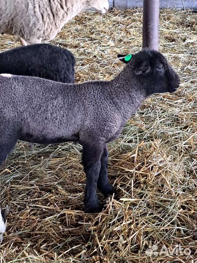 Ярочки Ягнята Баранчики Ярочки мясная порода