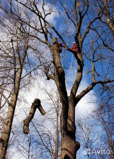 Спил деревьев