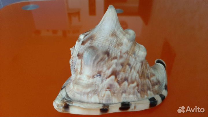Раковина морская