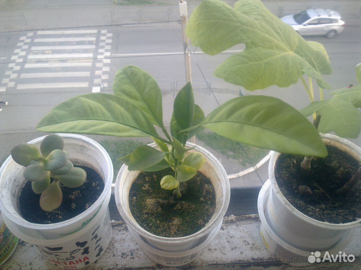 Растение алоэ, финиковые пальмы инжир, толстянка