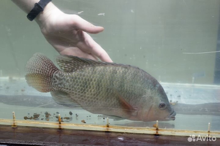 Африканский Окунь (Тиляпия) малек