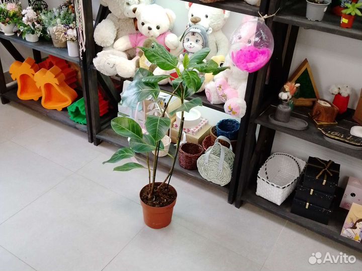 Фикус Альтиссима