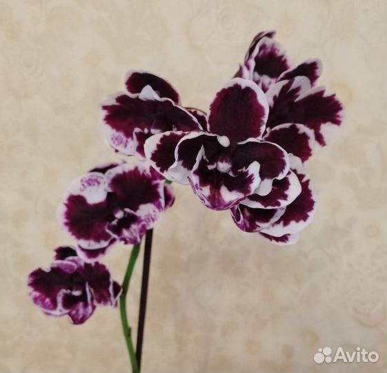 Фаленопсис