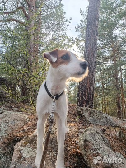 Парсон рассел терьер ищет невесту