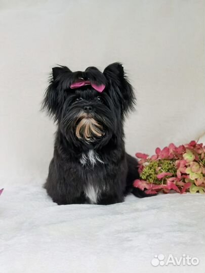 Цветные Йорки щенки