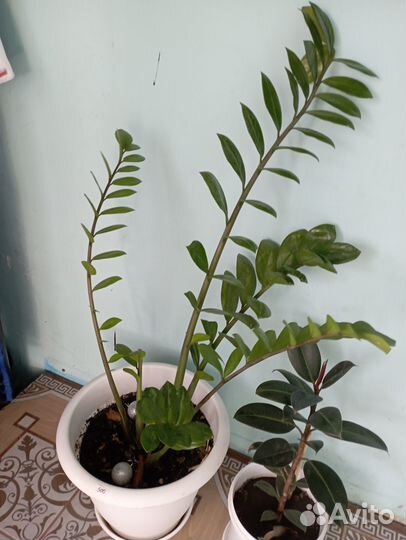 Продам цветы комнатные