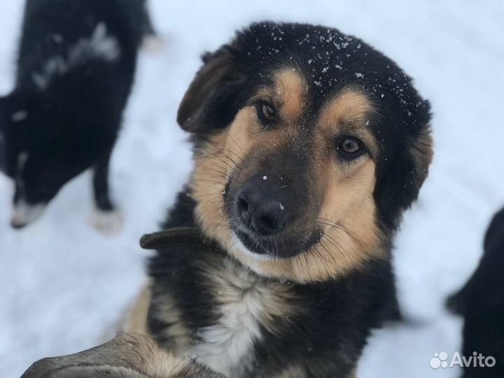 Собака в добрые руки