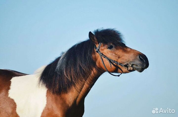 Верховая езда, катание на лошади