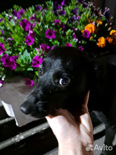 Маленькая собака в добрые руки