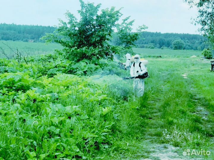 Уничтожение клещей, комаров, ос, короеда, борщевик