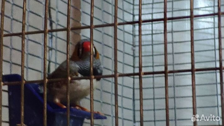 Зебровые амадины