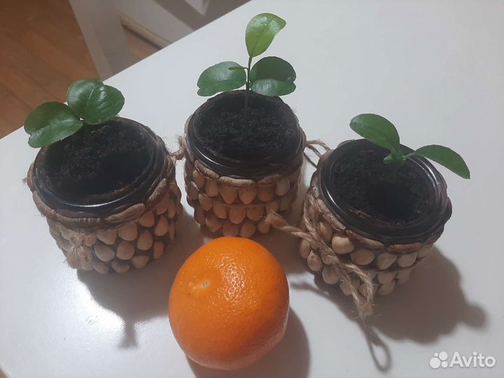 Деревце мандариновое