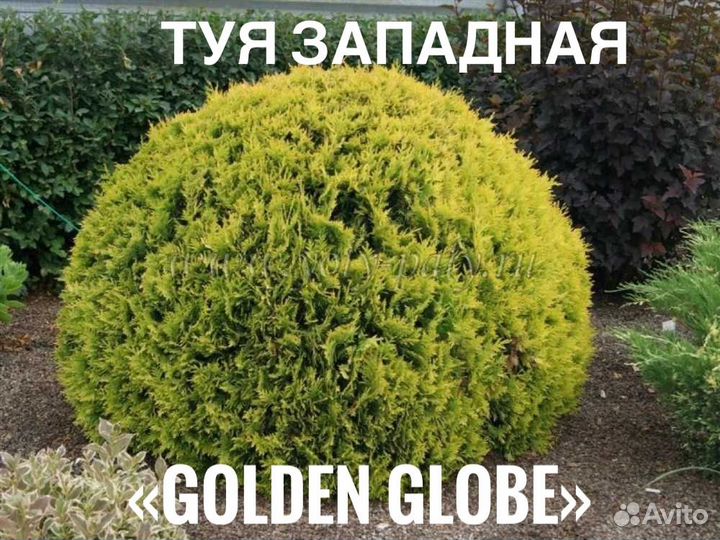 Туя голден глоб