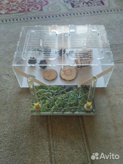 Муравьиная ферма б/у