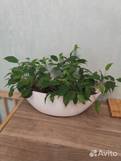 Фикус Бенджамина Экзотика