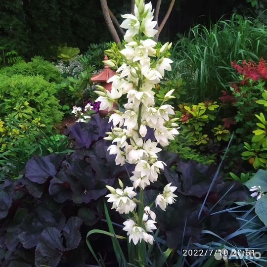 Юкка нитчатая