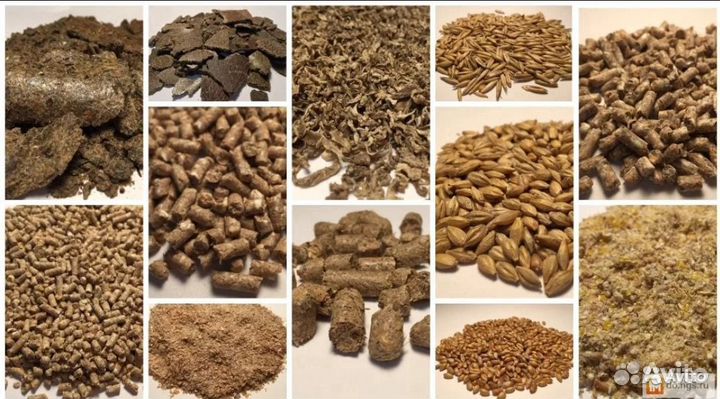 Пшеница, ячмень, горох