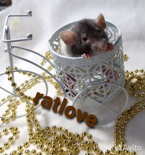 Крысята дамбо от ratlove