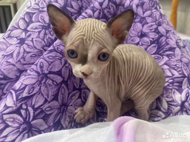 Канадский сфинкс котенок