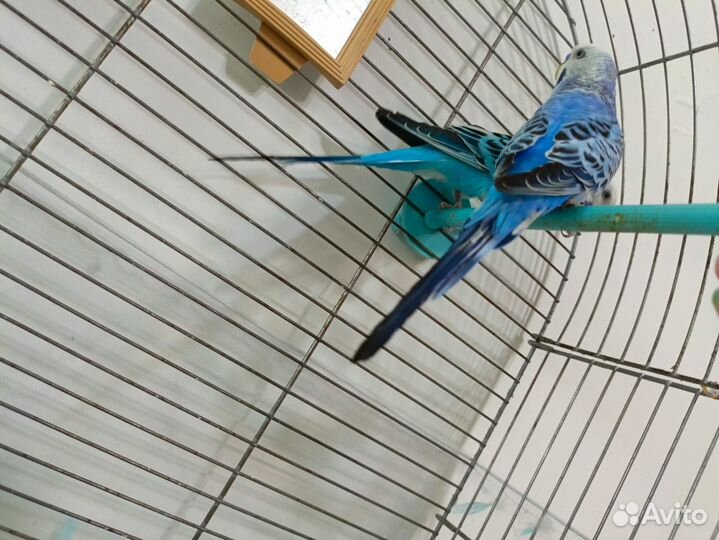 Волнистые попугаи