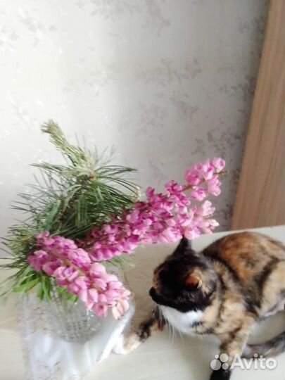 Кошка a в добрые руки