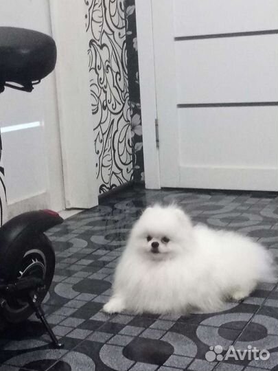 Шпиц померанский вязка