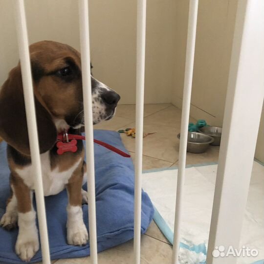 Барьер калитка для животных или для детей