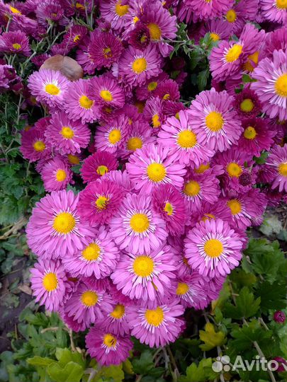 Хризантема