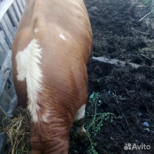 Бычок. 1 год и 3 мес