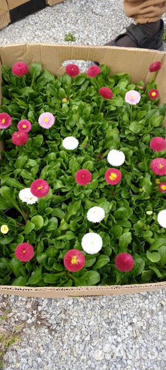 Маргаритки и бархатцы