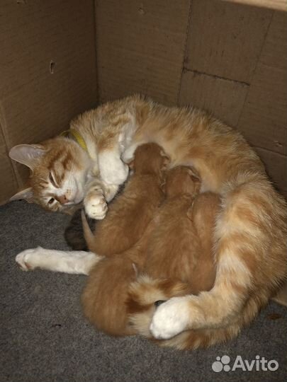 Котята рыжие