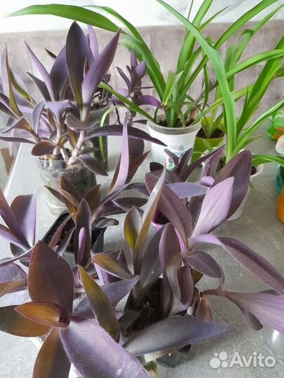 Цветы комнатные