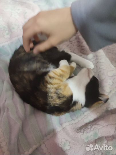 Кошки в добрые руки