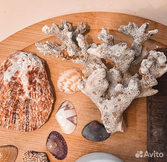 Ракушки и кораллы с Индийского океана