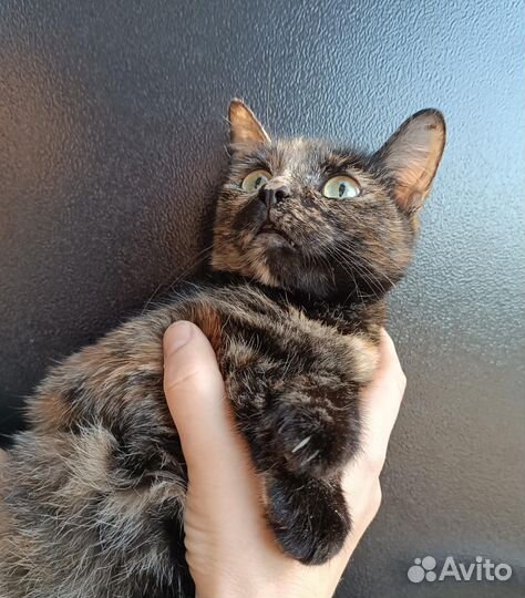 В добрые руки кошечка