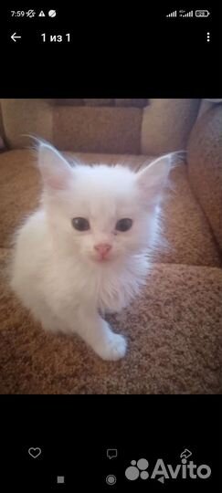 Турецкая ангора