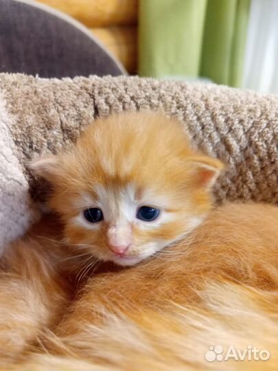 3 рыжих котенка и 1 персиковый