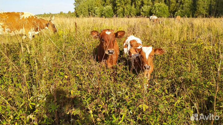 Деревенское молоко, творог, сметана, сливки, сыр