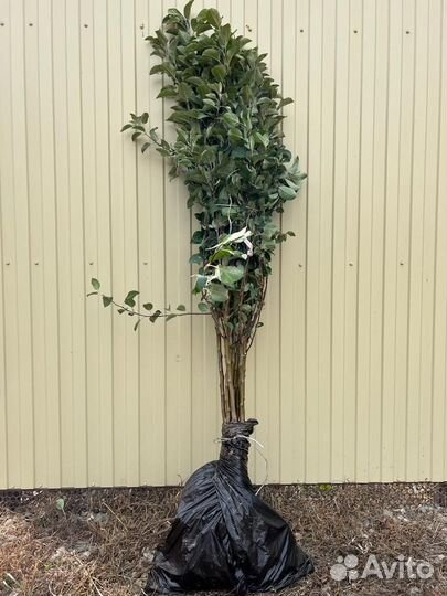 Саженцы яблони