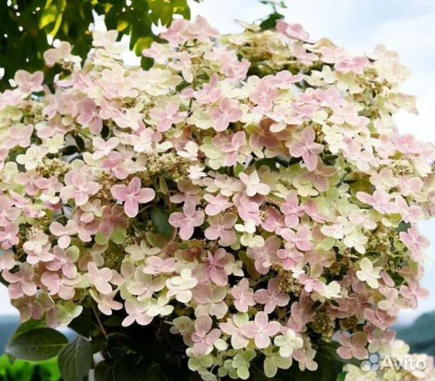 Гортензия метельчатая Полестар